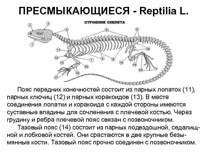 ПРЕСМЫКАЮЩИЕСЯ - Reptilia L. Пояс передних конечностей состоит из парных лопаток (11), парных ключиц