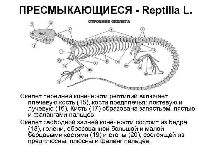 Позвоночник рептилий