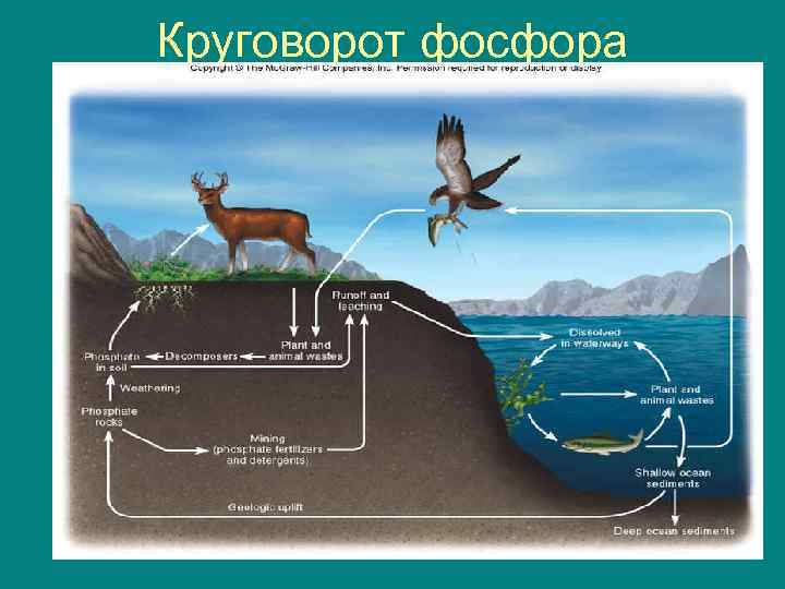 Биологический круговорот картинка