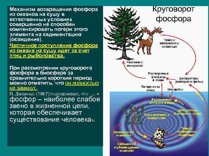 Механизм возвращения фосфора из океанов на сушу в естественных условиях совершенно не способен компенсировать