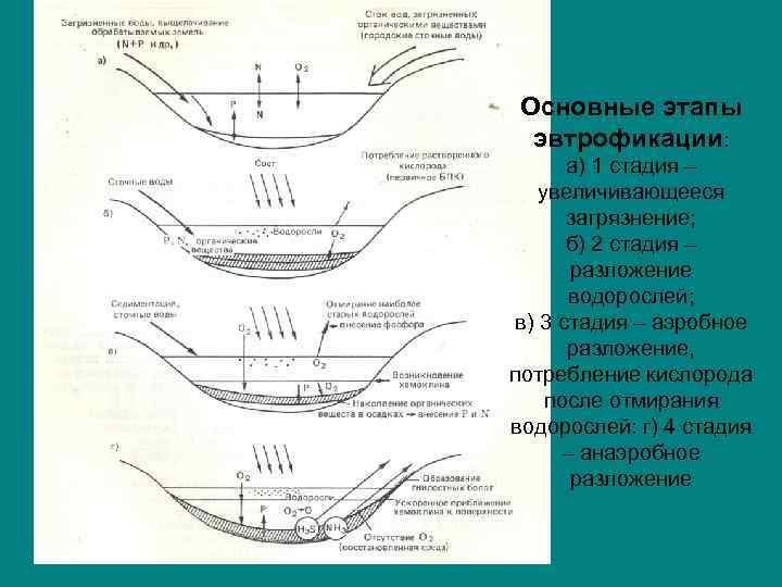 На рисунке показано что в процессе эвтрофикации в водоеме может произойти