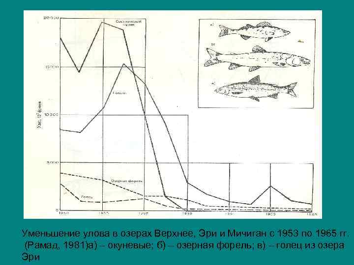 Уменьшение улова в озерах Верхнее, Эри и Мичиган с 1953 по 1965 гг. (Рамад,