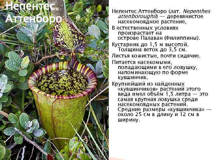 Непентес Аттенборо (лат. Nepenthes attenboroughii) — деревянистое насекомоядное растение, В естественных условиях произрастает на