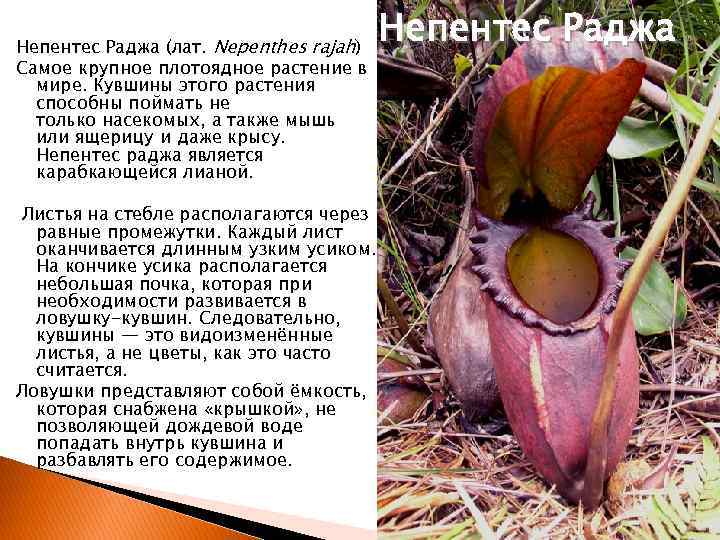 Непентес Раджа (лат. Nepenthes rajah) Самое крупное плотоядное растение в мире. Кувшины этого растения