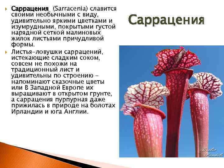  Саррацения (Sarracenia) славится своими необычными с виду, удивительно яркими цветками и изумрудными, покрытыми