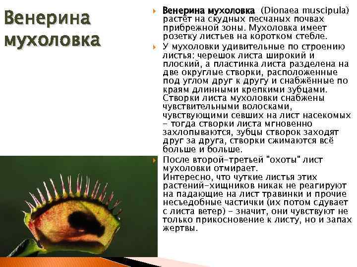 Венерина мухоловка (Dionaea muscipula) растёт на скудных песчаных почвах прибрежной зоны. Мухоловка имеет розетку