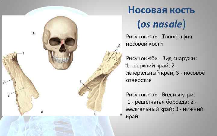 Носовая кость (os nasale) Рисунок «а» - Топография носовой кости Рисунок «б» - Вид