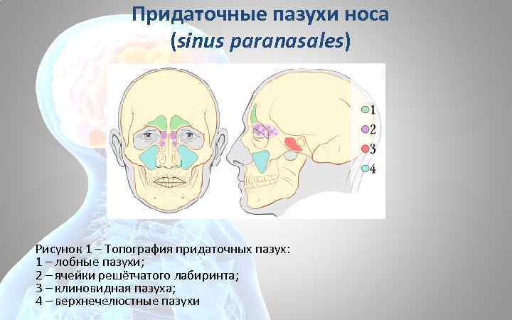 Придаточные пазухи носа (sinus paranasales) Рисунок 1 – Топография придаточных пазух: 1 – лобные