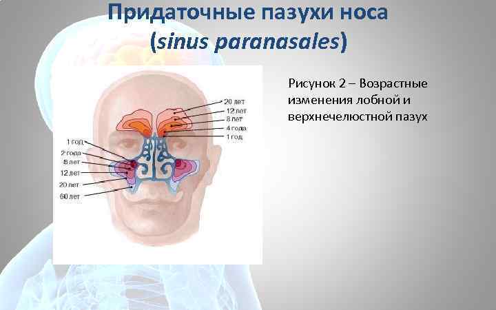 Придаточные пазухи носа (sinus paranasales) Рисунок 2 – Возрастные изменения лобной и верхнечелюстной пазух