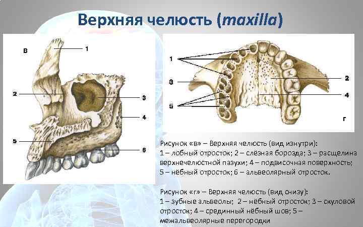 Верхняя челюсть (maxilla) в г Рисунок «в» – Верхняя челюсть (вид изнутри): 1 –