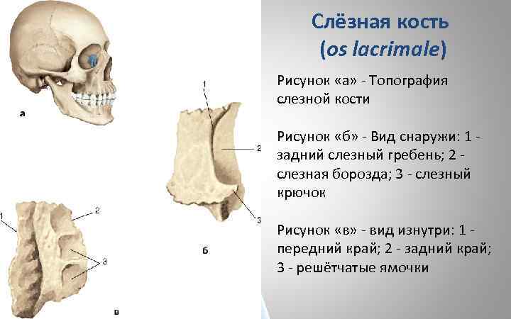 Слёзная кость (os lacrimale) Рисунок «а» - Топография слезной кости Рисунок «б» - Вид