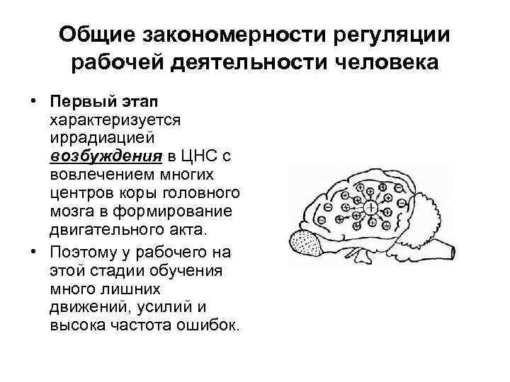Общие закономерности регуляции рабочей деятельности человека • Первый этап характеризуется иррадиацией возбуждения в ЦНС