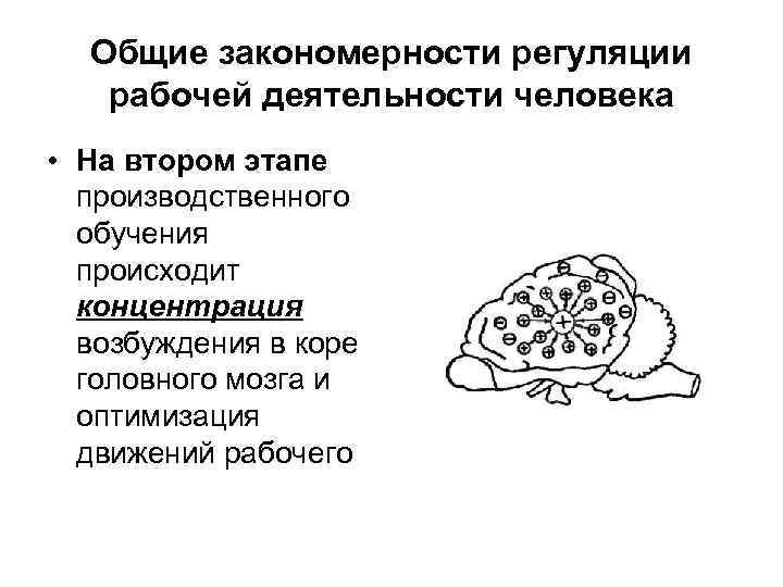 Общие закономерности регуляции рабочей деятельности человека • На втором этапе производственного обучения происходит концентрация