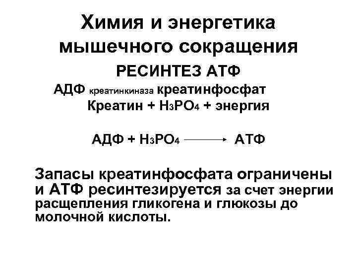 Химия и энергетика мышечного сокращения РЕСИНТЕЗ АТФ АДФ креатинкиназа креатинфосфат Креатин + Н 3