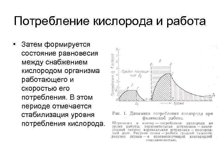 Потребление кислорода и работа • Затем формируется состояние равновесия между снабжением кислородом организма работающего