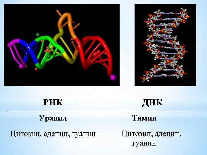 Рнк аденин тимин. ДНК аденин. Тимин гуанин цитозин Тимин. ДНК аденин гуанин. ДНК аденин гуанин цитозин Тимин.