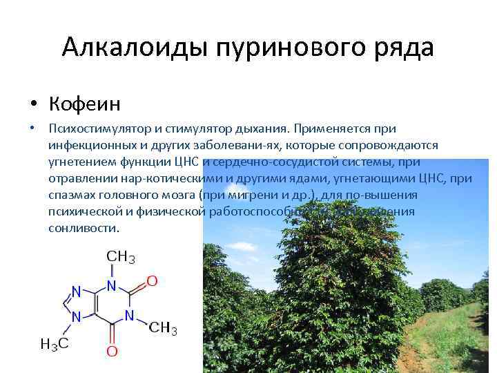 Алкалоиды пуринового ряда • Кофеин • Психостимулятор и стимулятор дыхания. Применяется при инфекционных и