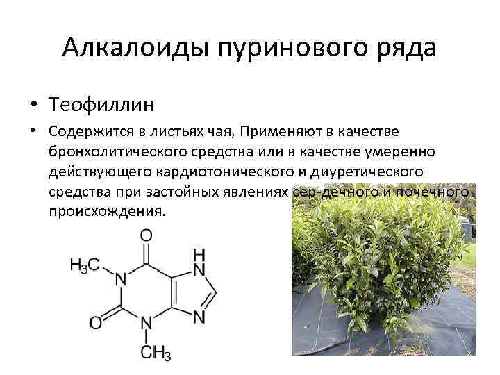 Алкалоиды пуринового ряда • Теофиллин • Содержится в листьях чая, Применяют в качестве бронхолитического