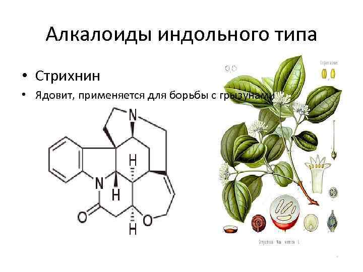 Алкалоиды индольного типа • Стрихнин • Ядовит, применяется для борьбы с грызунами 