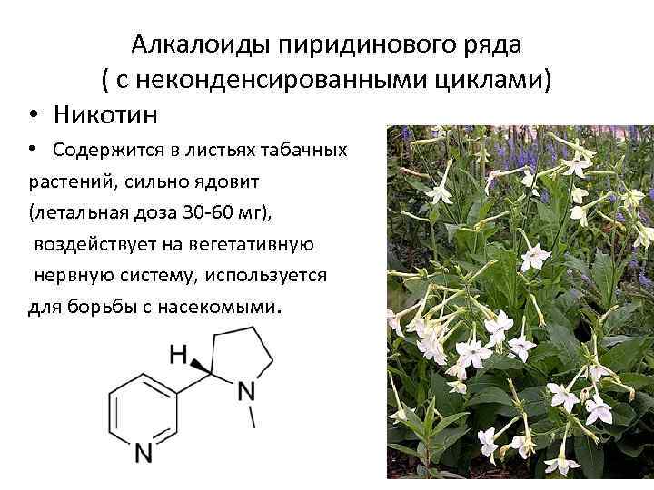 Алкалоиды пиридинового ряда ( с неконденсированными циклами) • Никотин • Содержится в листьях табачных