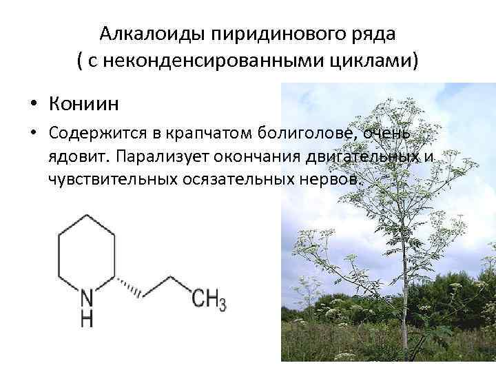 Алкалоиды пиридинового ряда ( с неконденсированными циклами) • Кониин • Содержится в крапчатом болиголове,