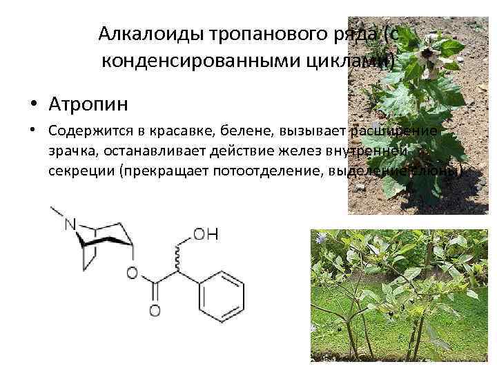 Алкалоиды тропанового ряда (с конденсированными циклами) • Атропин • Содержится в красавке, белене, вызывает