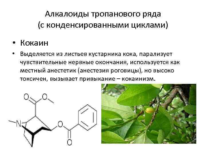 Алкалоиды тропанового ряда (с конденсированными циклами) • Кокаин • Выделяется из листьев кустарника кока,