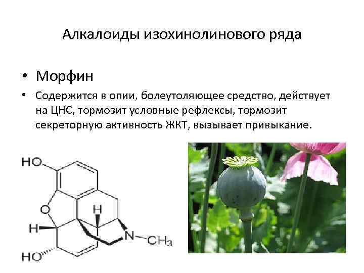 Алкалоиды изохинолинового ряда • Морфин • Содержится в опии, болеутоляющее средство, действует на ЦНС,