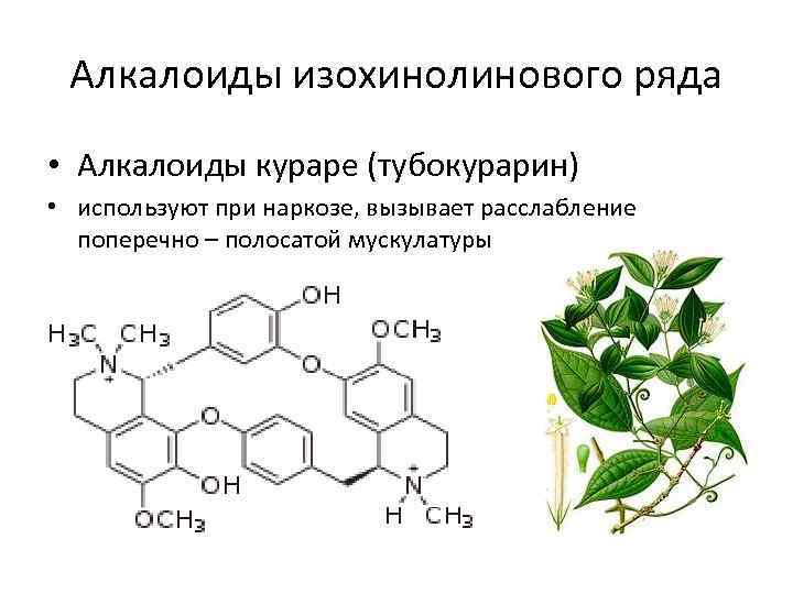 Алкалоиды изохинолинового ряда • Алкалоиды кураре (тубокурарин) • используют при наркозе, вызывает расслабление поперечно