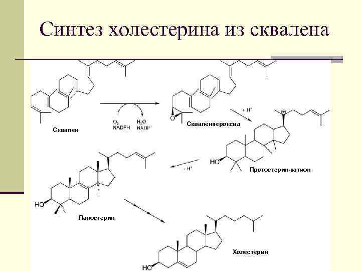 Синтез холестерина из сквалена Скваленпероксид Сквален Протостерин-катион Ланостерин Холестерин 