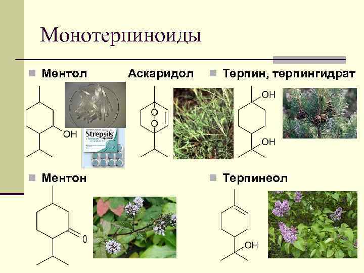 Монотерпиноиды n Ментол n Ментон Аскаридол n Терпин, терпингидрат n Терпинеол 