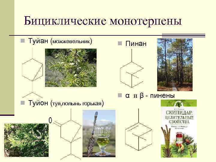 Бициклические монотерпены n Туйан (можжевельник) n Туйон (туя, полынь горькая) n Пинан n α
