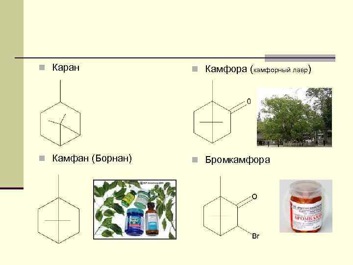 n Каран n Камфора (камфорный лавр) n Камфан (Борнан) n Бромкамфора 