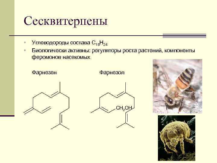Сесквитерпены § § Углеводороды состава С 15 Н 24 Биологически активны: регуляторы роста растений,