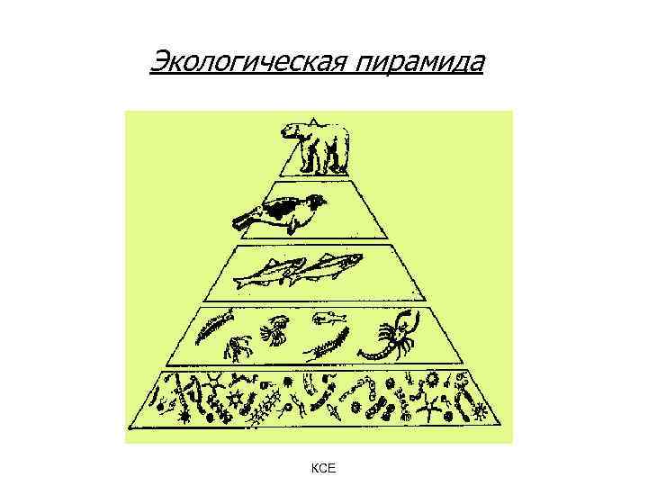 Экологическая пирамида КСЕ 