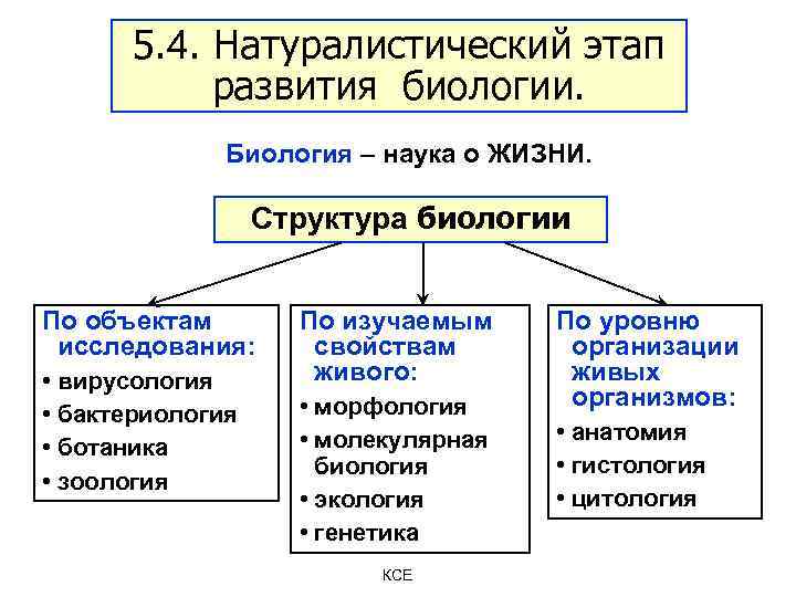 5. 4. Натуралистический этап развития биологии. Биология – наука о ЖИЗНИ. Структура биологии По