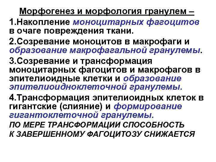 Морфогенез и морфология гранулем – 1. Накопление моноцитарных фагоцитов в очаге повреждения ткани. 2.