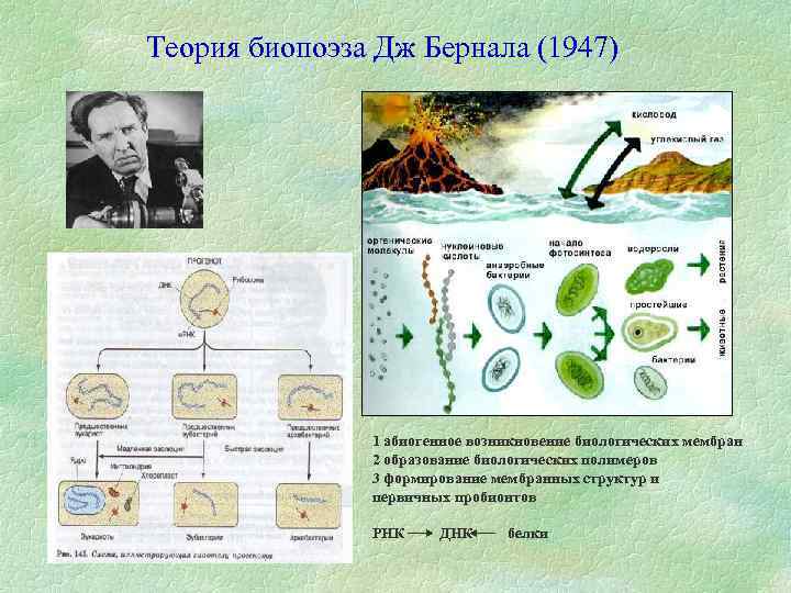 Презентация по биологии биологический прогресс