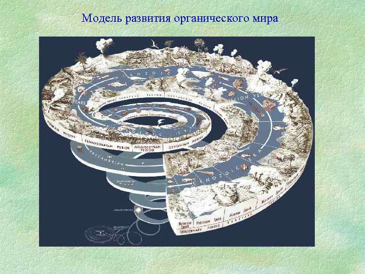 Модель развития органического мира 
