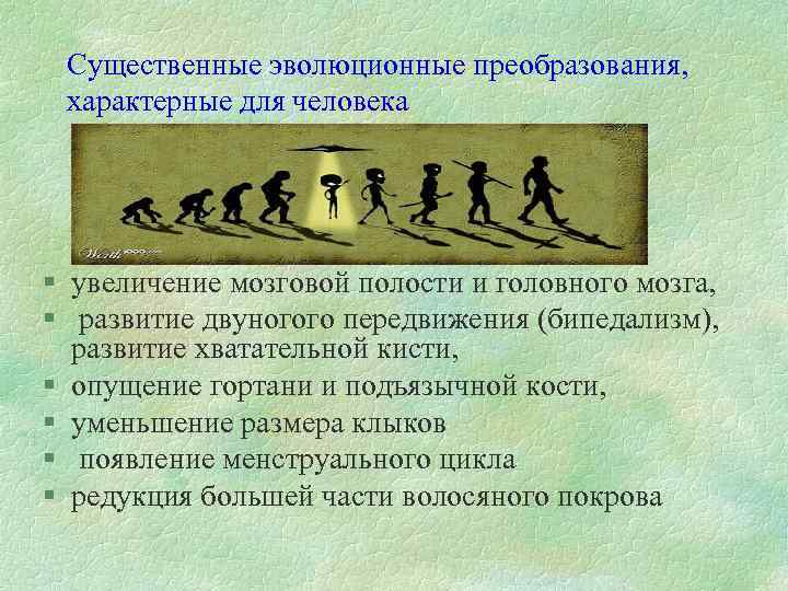 Существенные эволюционные преобразования, характерные для человека § увеличение мозговой полости и головного мозга, §