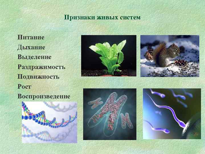 Признаки живых систем Питание Дыхание Выделение Раздражимость Подвижность Рост Воспроизведение 