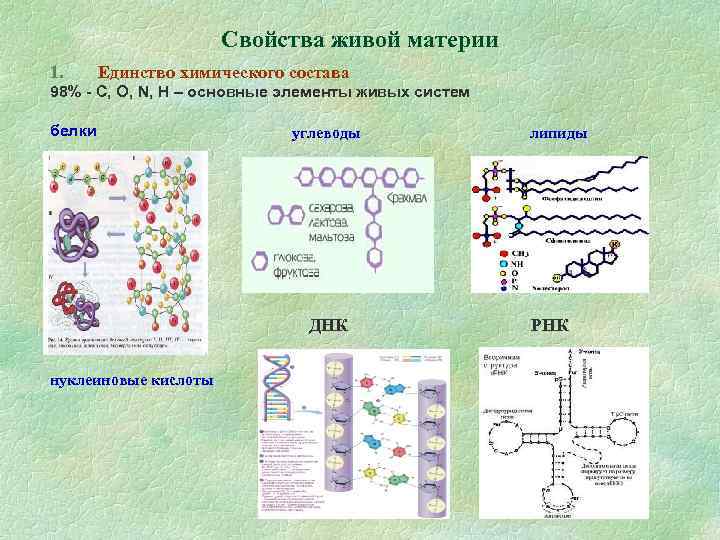 Единство химического строения. Основные соединения живой материи. Химический состав живой материи.