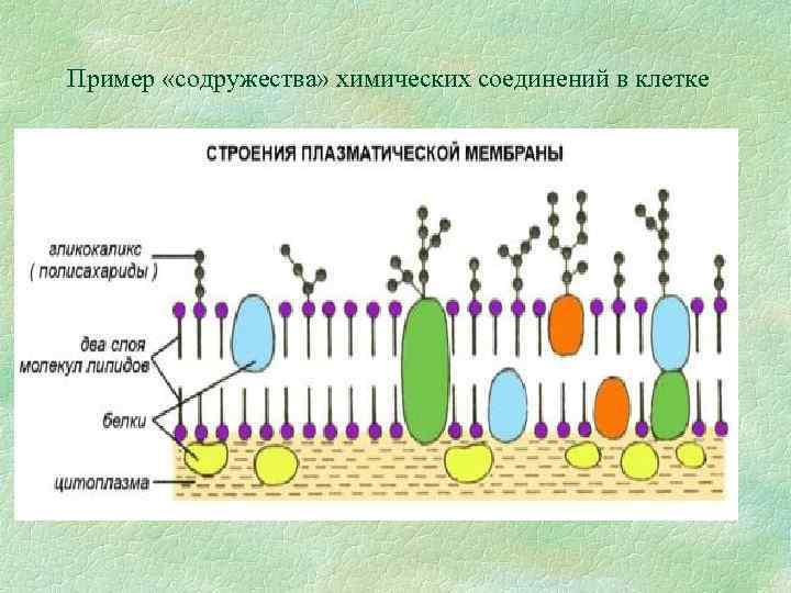 Пример «содружества» химических соединений в клетке 