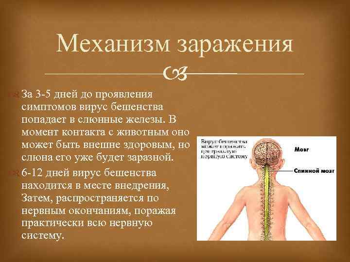 Бешенство презентация по инфекционным болезням