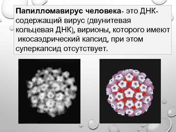 Папилломавирус человека- это ДНКсодержащий вирус (двунитевая кольцевая ДНК), вирионы, которого имеют икосаэдрический капсид, при