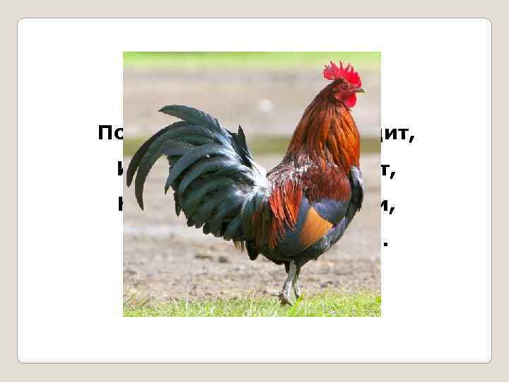 По лужку он важно бродит, Из воды сухим выходит, Носит красные ботинки, Дарит лёгкие