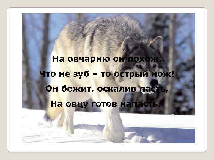 На овчарню он похож. Что не зуб – то острый нож! Он бежит, оскалив