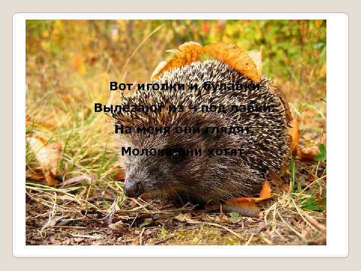 Вот иголки и булавки Вылезают из – под лавки. На меня они глядят, Молока