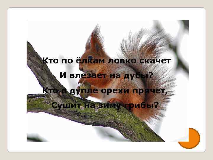 Кто по ёлкам ловко скачет И влезает на дубы? Кто в дупле орехи прячет,
