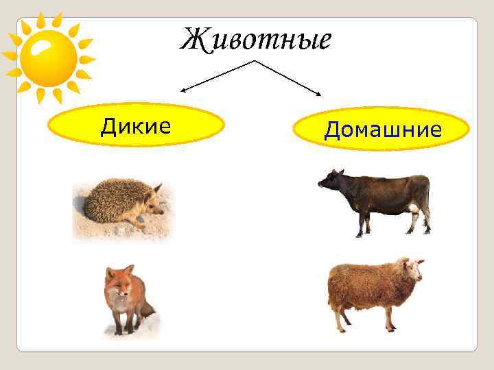 Животные Дикие Домашние 